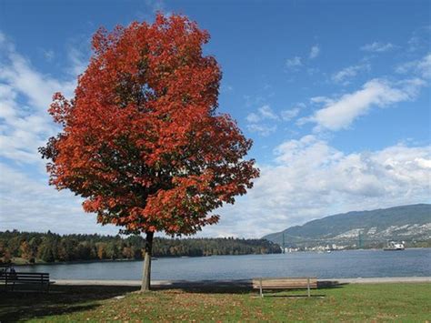 Fast Growing Shade Trees | Dengarden