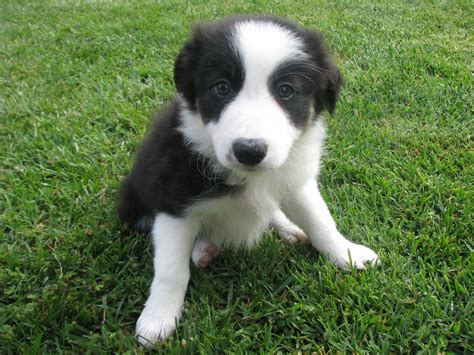 Another beautiful border collie puppy | Border collie puppies, Cute baby animals, Cute puppies