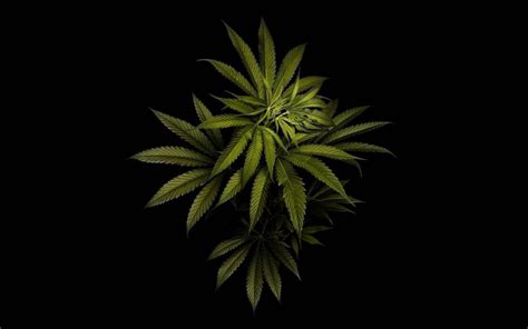 Ultra HD Weed Nugs Wallpapers on WallpaperDog