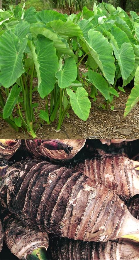 Planting and Growing Guide for Cocoyam (Colocasia esculenta)