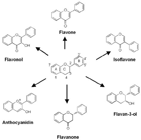 Basic structure of flavonoids. | Download Scientific Diagram