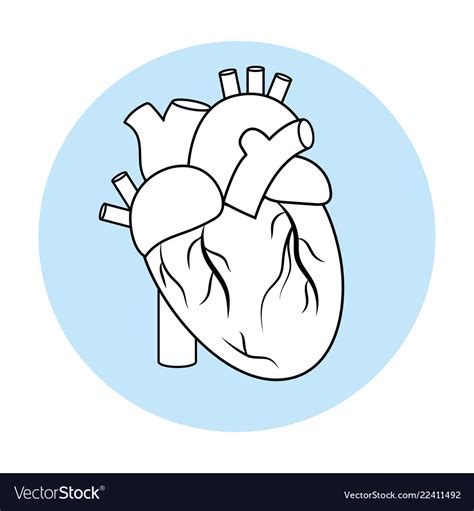 Human heart symbol Royalty Free Vector Image - VectorStock