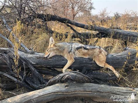 Jackal Hunt Namibia | AfricaHunting.com