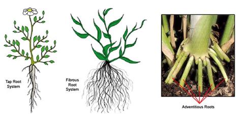 Plant Parts and Their Functions | PMF IAS