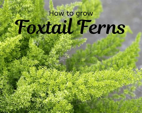 Foxtail fern care | Gardenologist | Foxtail fern, Asparagus fern, Ferns