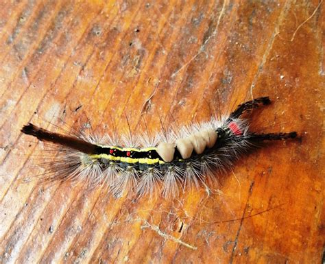 White-marked Tussock Moth Caterpillar | Project Noah