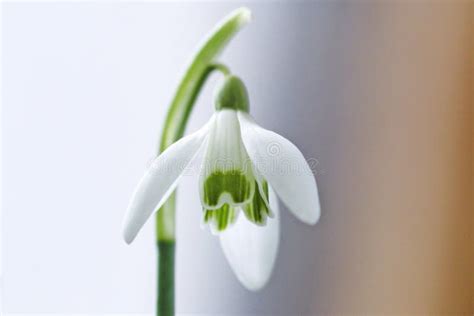 Pure white flower stock image. Image of closeup, clear, blossom - 515