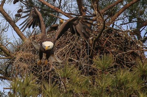 Berry College Georgia, mother eagle leaving nest. Eagle Cam, Berry College, Nest Cam, Eagle Nest ...