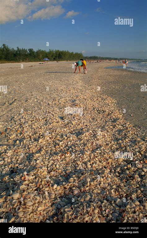 Shell collecting on Bowman's Beach, Sanibel Island, Florida, USA, North America Stock Photo - Alamy