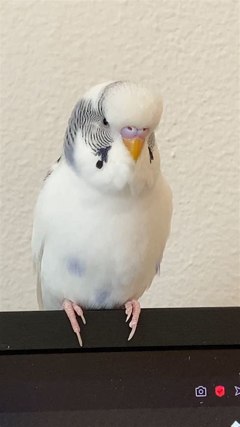 Feeling down? Here is a video of a happy budgie 😂😂😍😍 : r/budgies