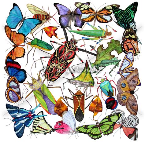 Amazon Insects - Fine Art of Lucy Arnold