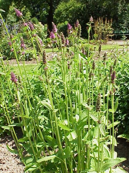 Chinese Artichoke, Stachys affinis