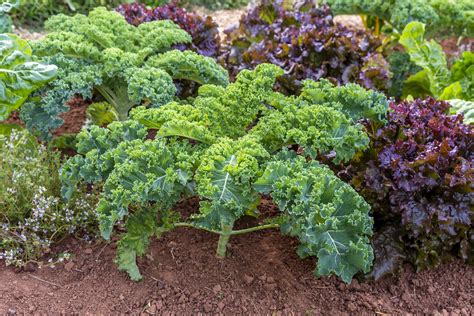 Growing Kale: How to Germinate, Water, and Harvest