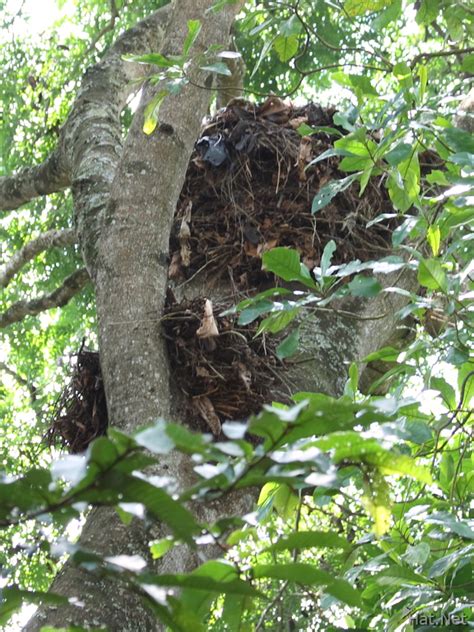 hammerkop nest, hammerkop : Story of Africa