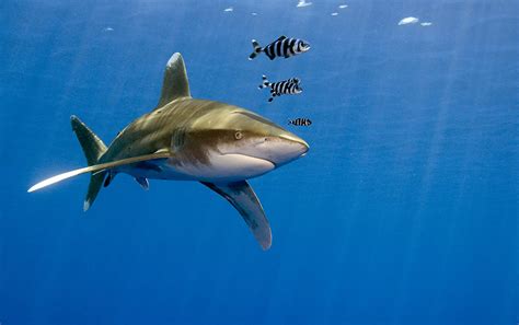 Top 15 Best Places to Scuba Dive with Sharks - Diviac Magazine