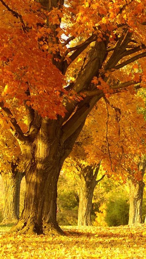 iphone-5-wallpapers-hd-3640-q52xw.jpg 640×1,136 pixels | Autumn trees, Autumn scenes, Autumn ...