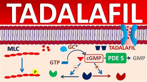 Tadalafil - Mechanism, side effects, precautions & uses - YouTube