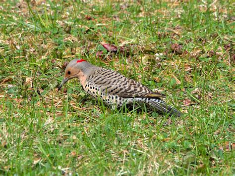 Backyard Encounters: Northern Flicker | Yellow shafted north… | Flickr