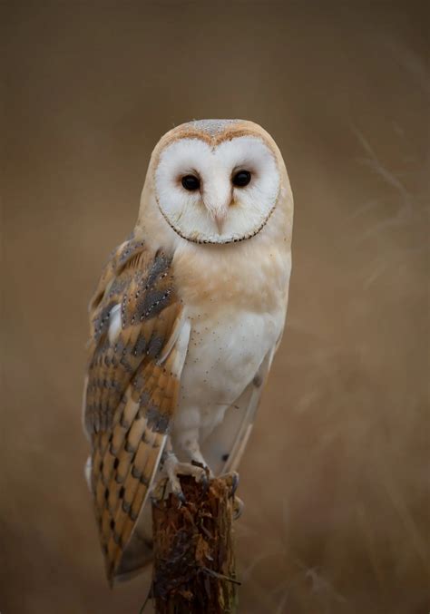 8 Species of Owl in Iowa - Bird Advisors