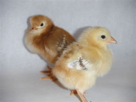 Are these two different breeds of chicks? | BackYard Chickens - Learn ...