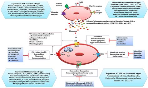 Frontiers | The Role of Histamine and Histamine Receptors in Mast Cell-Mediated Allergy and ...