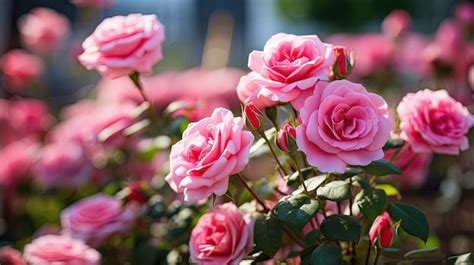 Premium Photo | Pink roses in a garden