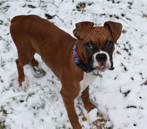 The Miniature Boxer - The Pros and Cons of this Cute But Controversial Dog | Your Dog Advisor