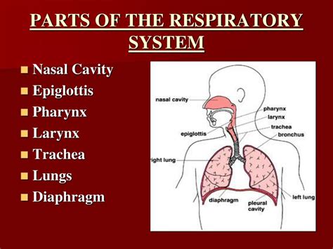 PPT - RESPIRATORY SYSTEM PowerPoint Presentation, free download - ID:784260