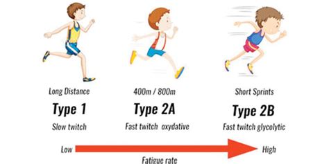 Muscle Fibre Types - Fast Twitch, Slow Twitch - Type I, IIA & IIB