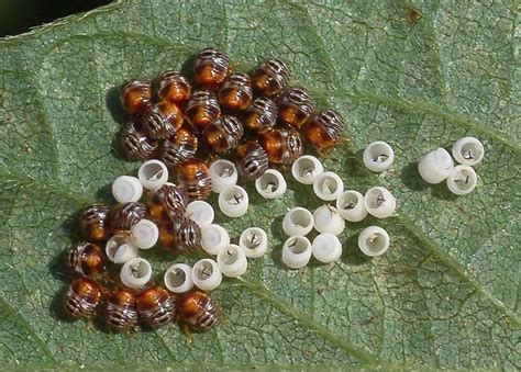 Family Pentatomidae | ENT 425 – General Entomology