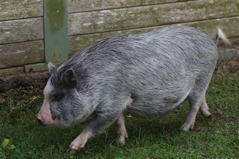 What’s the top 3 best pet pig breeds - valleyofthepigs.co.uk