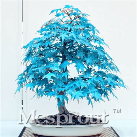 Rare purple Maple Maple Bonsai Tree Plants Potted Garden Japanese Maple ...