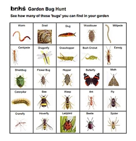 Garden Bug Hunt