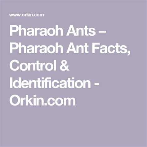 Pharaoh Ants – Pharaoh Ant Facts, Control & Identification - Orkin.com ...