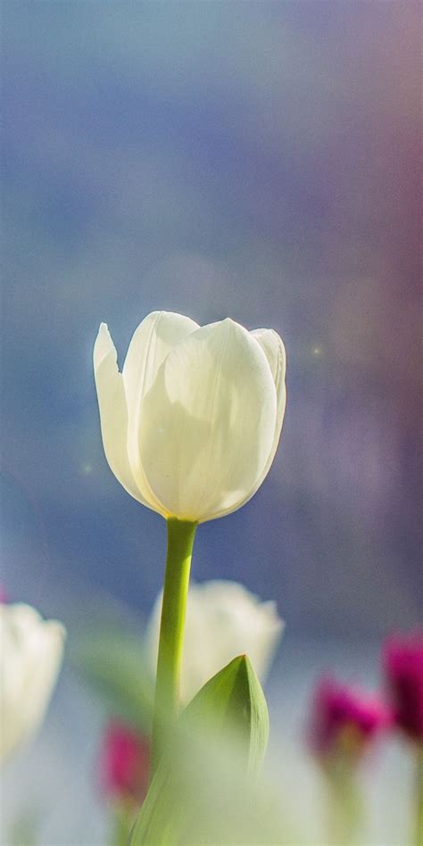 White tulips, portrait, 1080x2160 wallpaper | Tulips, White tulips, Wallpaper