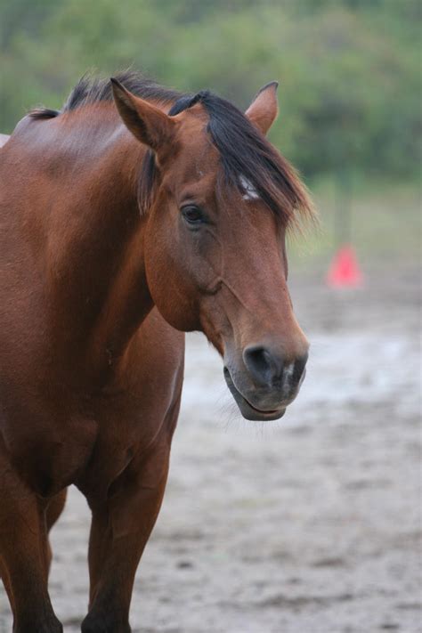 Bay Quarter Horse Gelding Headshot by HorseStockPhotos on DeviantArt