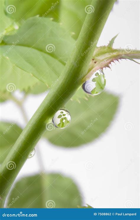 Leaf reflected water drops stock photo. Image of lush - 7508862