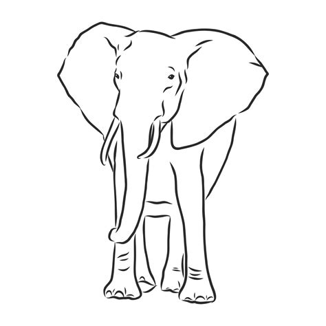 elephant vector sketch 11093011 Vector Art at Vecteezy