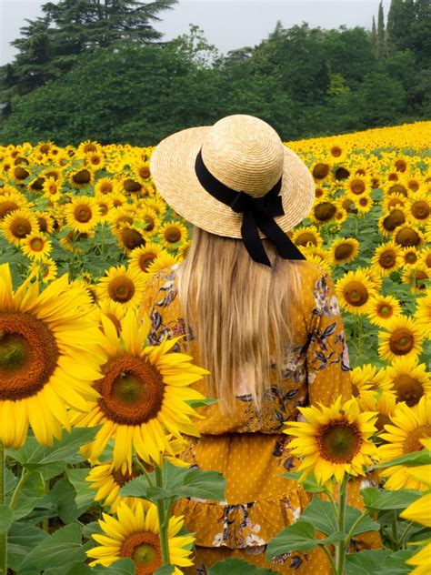 Sunflower field in Tuscany – Where Kate Resides | Sunflower fields ...