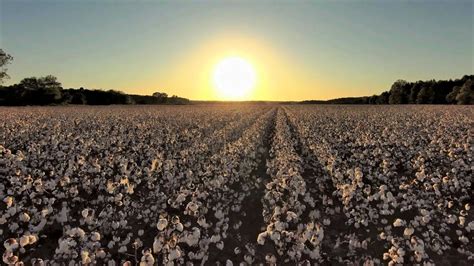 Cotton Fields Back Home - YouTube