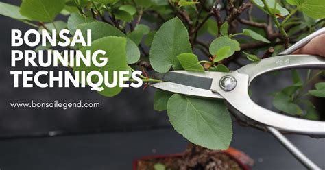 Bonsai Pruning Techniques | Bonsai Legend