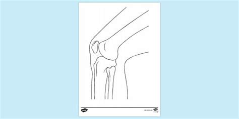 Hinge Joint Diagram For Kids