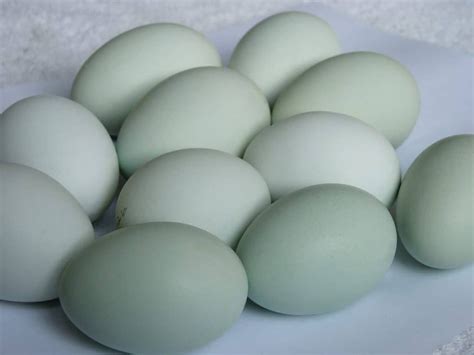 Easter Egger Chickens [Breeds and Facts About Colored Egg Layers] | Easter eggers, Easter egger ...