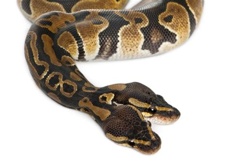 7 Weird Facts About Snakes