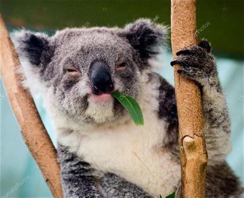 The koala in eucalyptus branches. — Stock Photo © SURZet #3756260