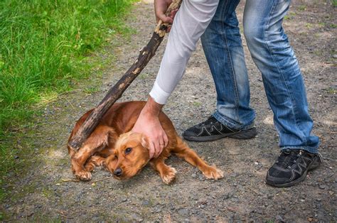 What Are The Penalties For Abusing A Dog In Texas?