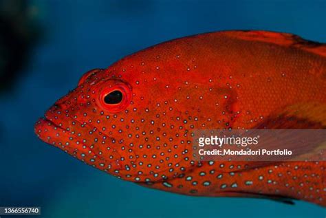 Red Grouper Fish Photos and Premium High Res Pictures - Getty Images