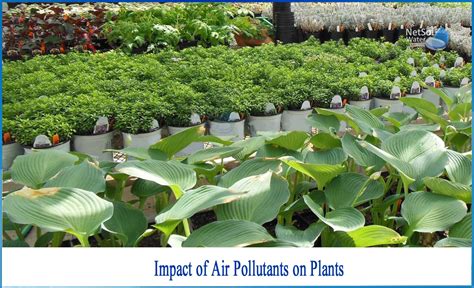 What are the impact of air pollution on plants - Netsol Water