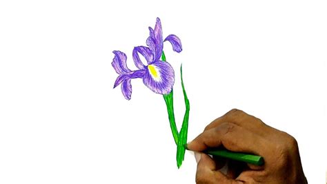 How to Draw an Iris Flower - YouTube