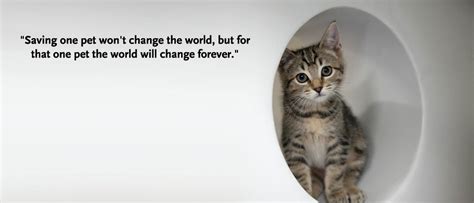 Rescue Cats Quotes. QuotesGram